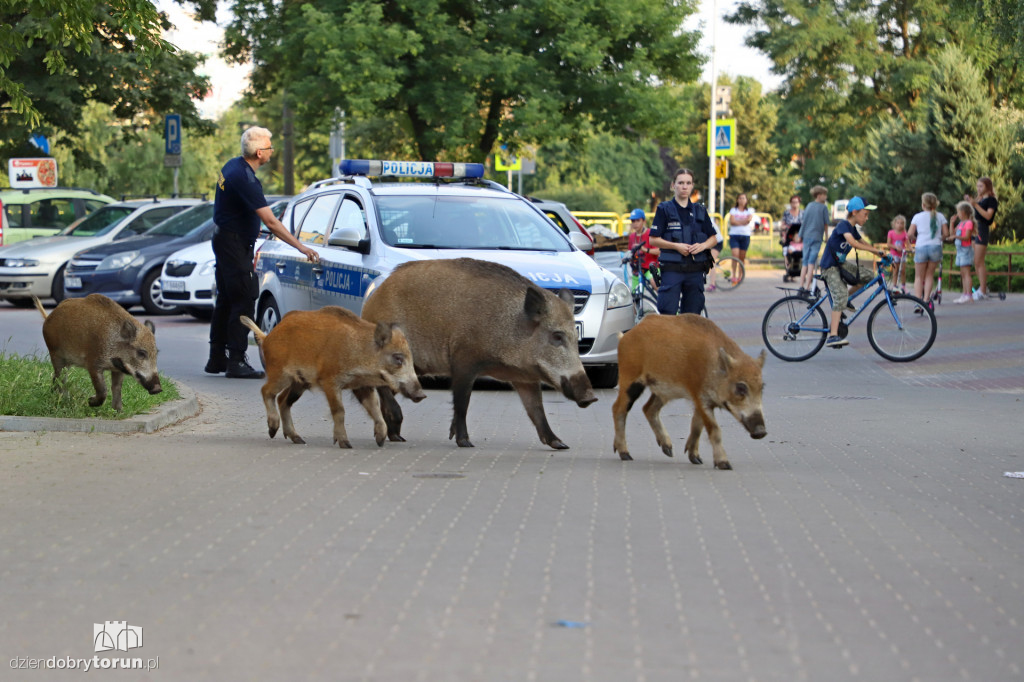 Dziki na Rubinkowie w Toruniu