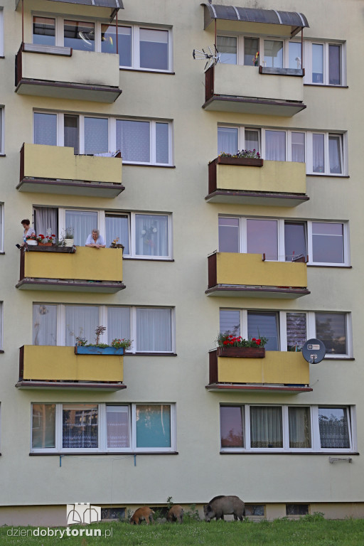 Dziki na Rubinkowie w Toruniu