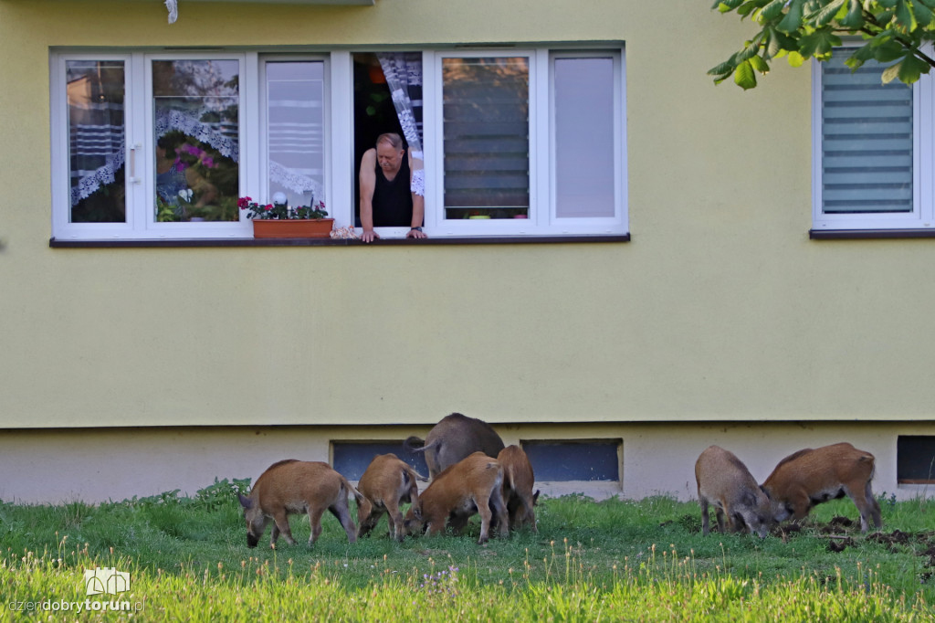Dziki na Rubinkowie w Toruniu