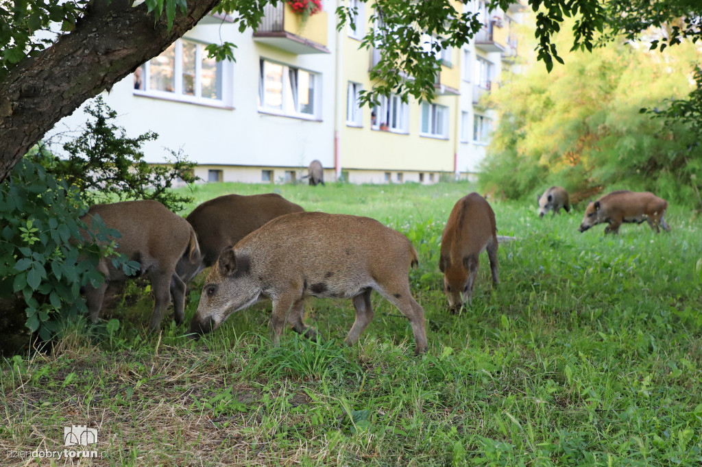 Dziki na Rubinkowie w Toruniu