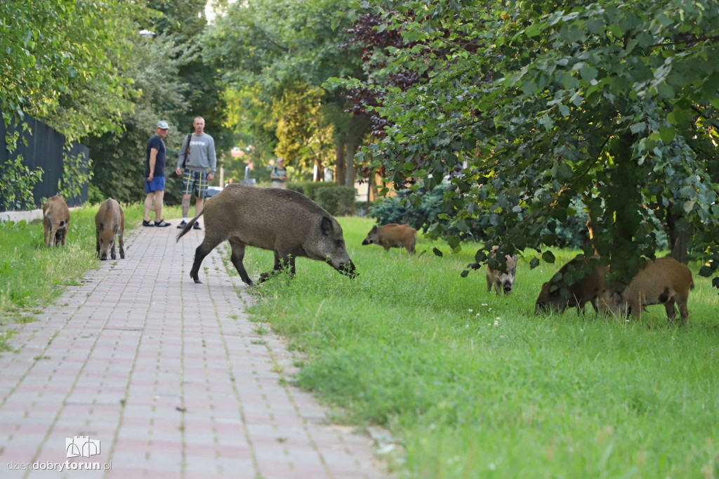 Dziki na Rubinkowie w Toruniu