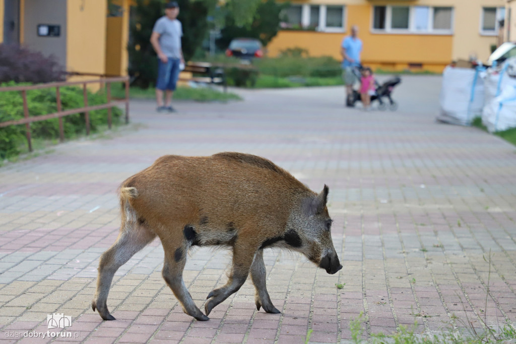 Dziki na Rubinkowie w Toruniu