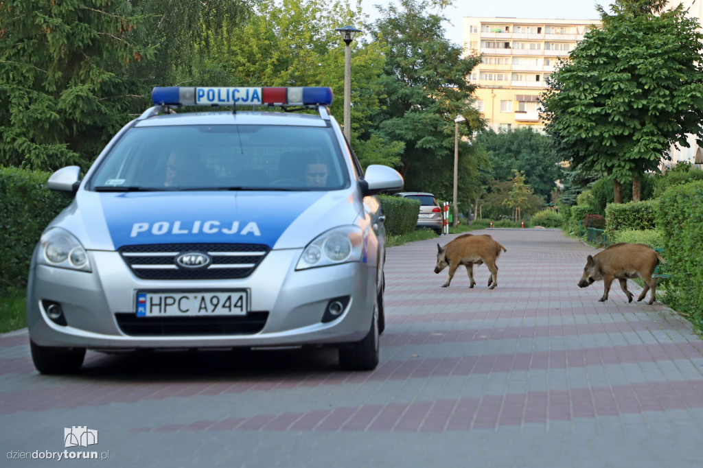 Dziki na Rubinkowie w Toruniu