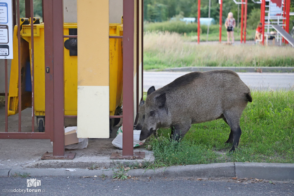 Dziki na Rubinkowie w Toruniu