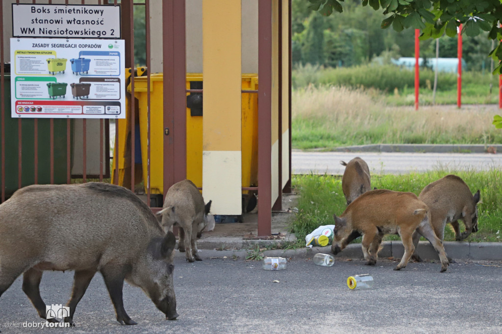 Dziki na Rubinkowie w Toruniu