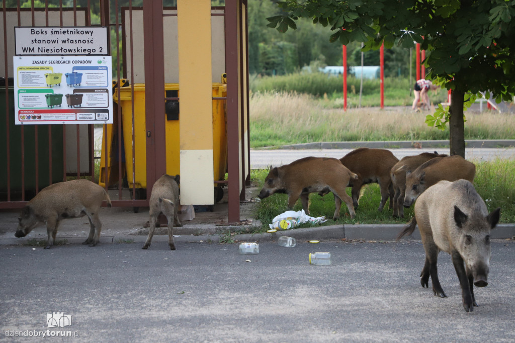 Dziki na Rubinkowie w Toruniu