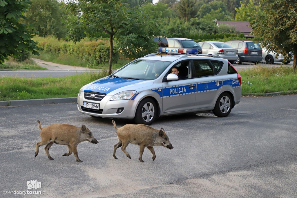 Dziki na Rubinkowie w Toruniu