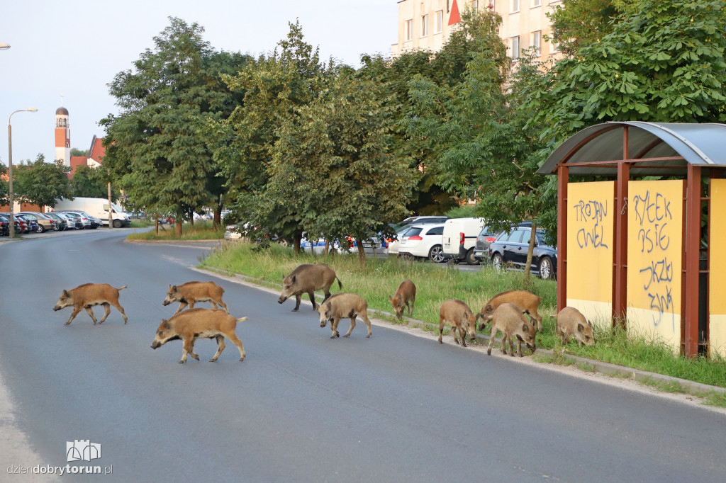 Dziki na Rubinkowie w Toruniu