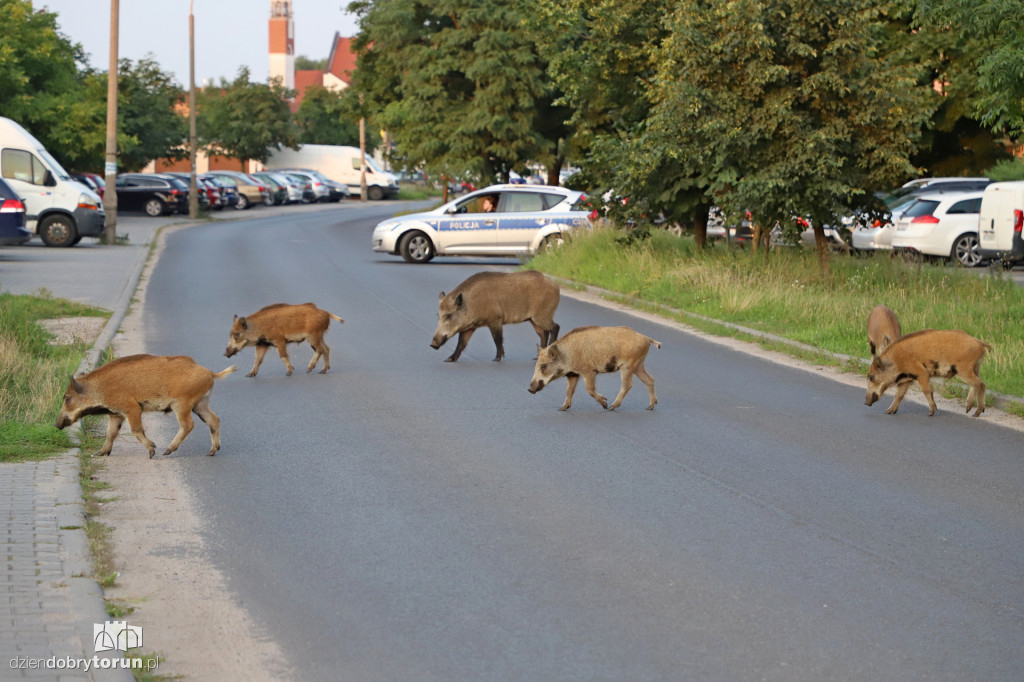 Dziki na Rubinkowie w Toruniu