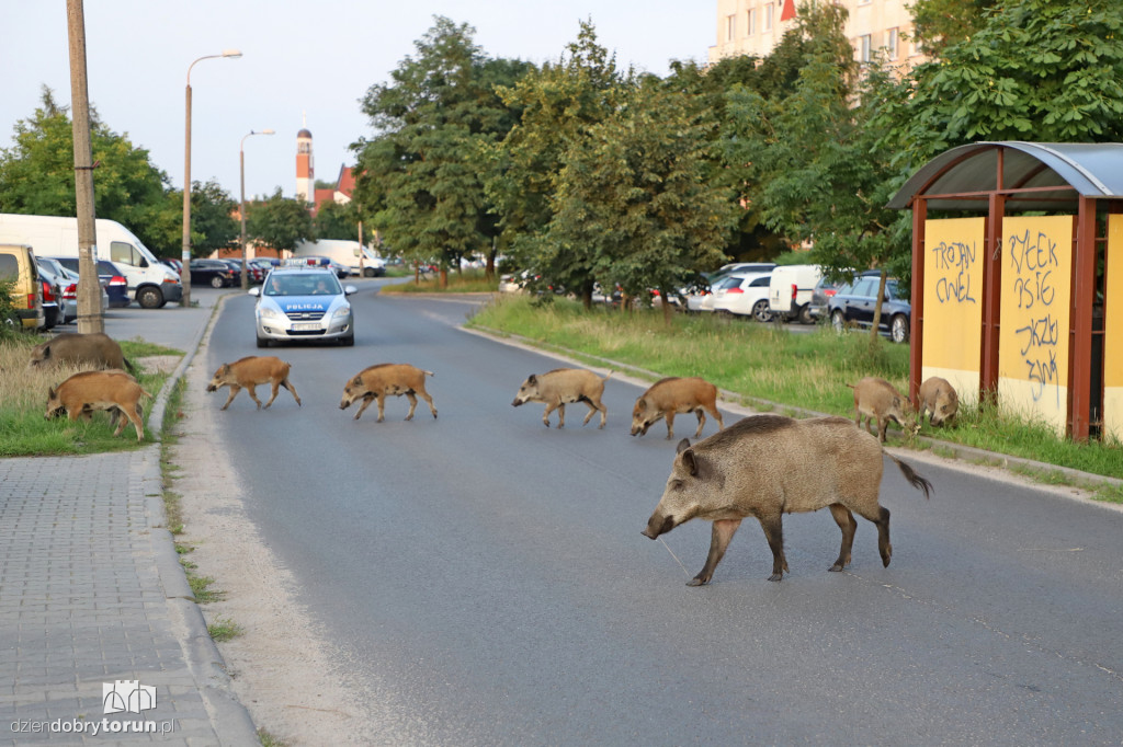Dziki na Rubinkowie w Toruniu