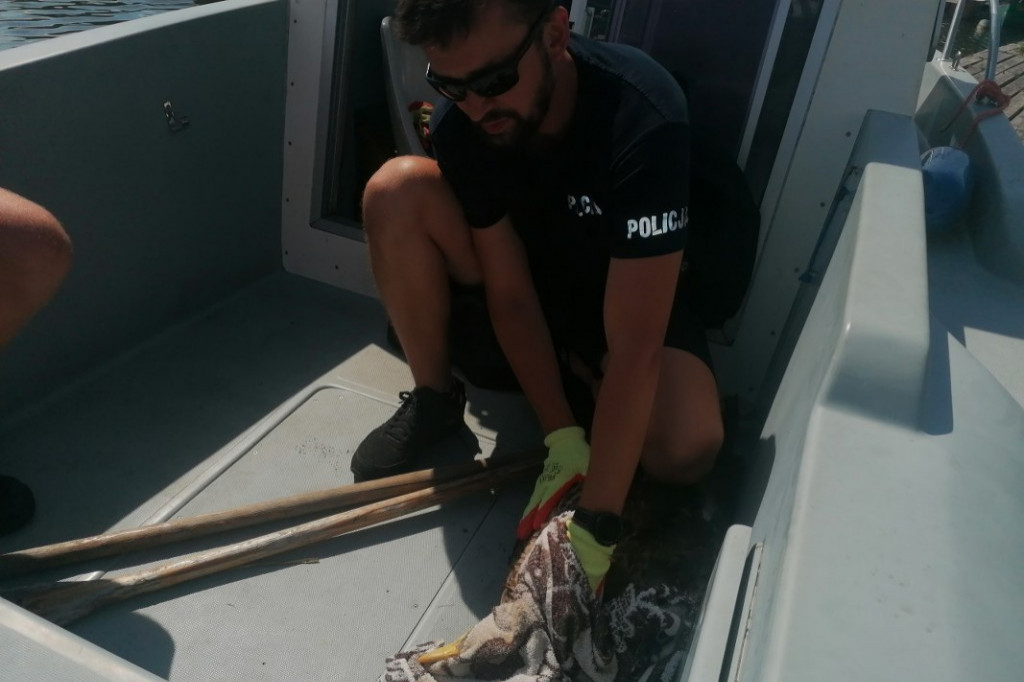 Policjanci uratowali dryfującego ptaka