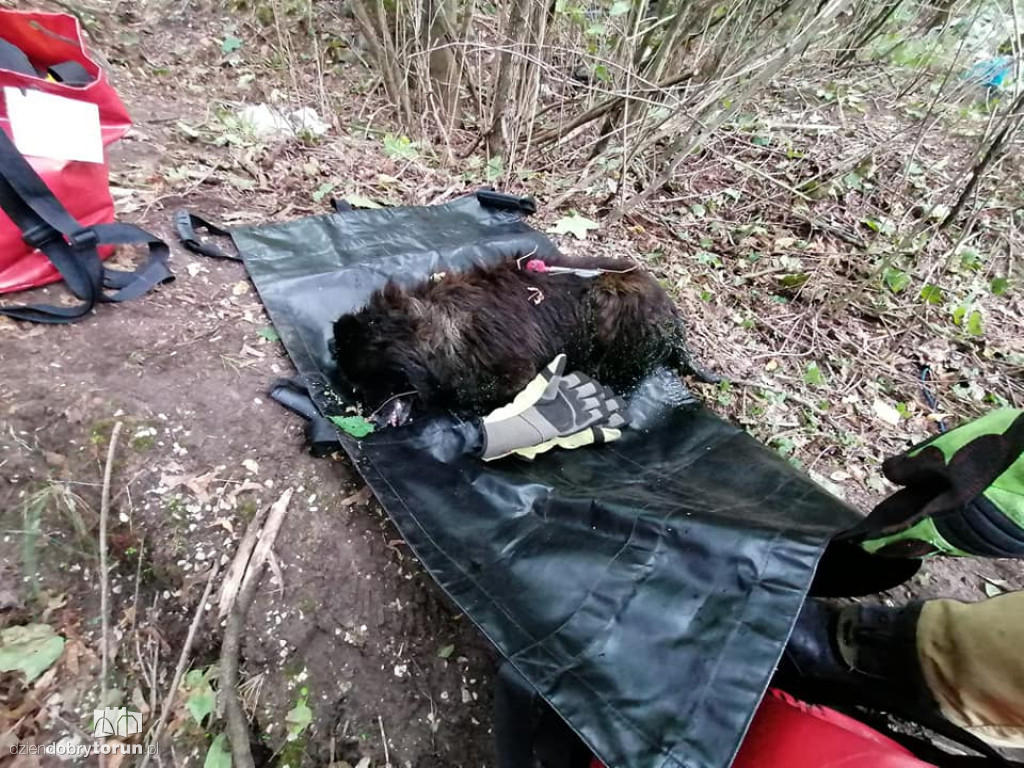 Toruń: akcja strażaków przy Polnej