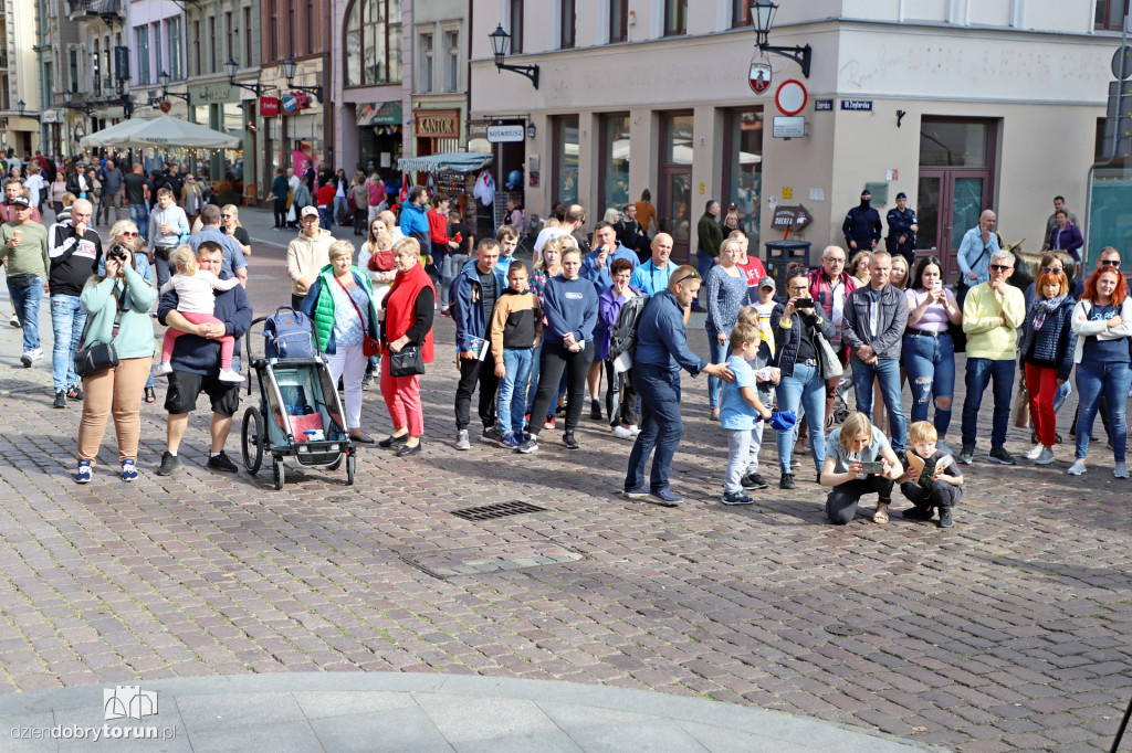 Toruń: Cnoty Czarnka - Protest