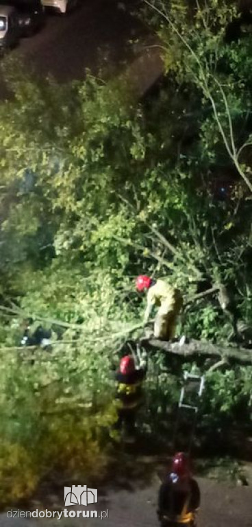 Toruń: przewrócone drzewo przy Reymonta