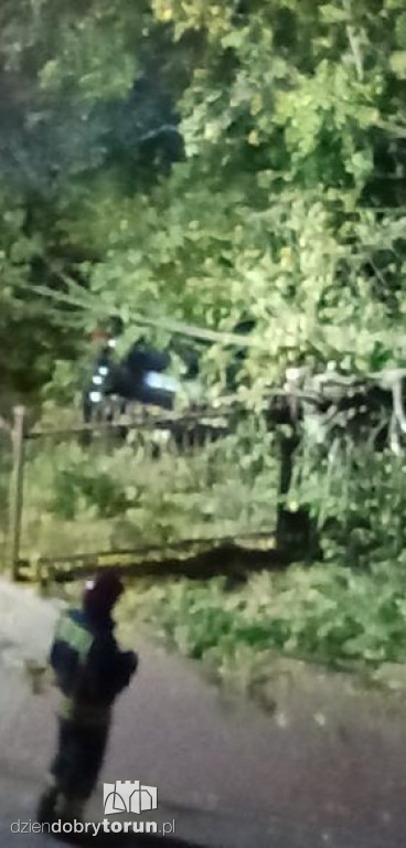 Toruń: przewrócone drzewo przy Reymonta
