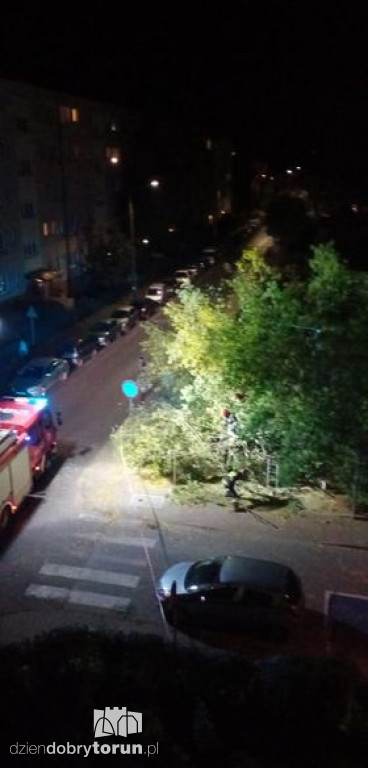 Toruń: przewrócone drzewo przy Reymonta