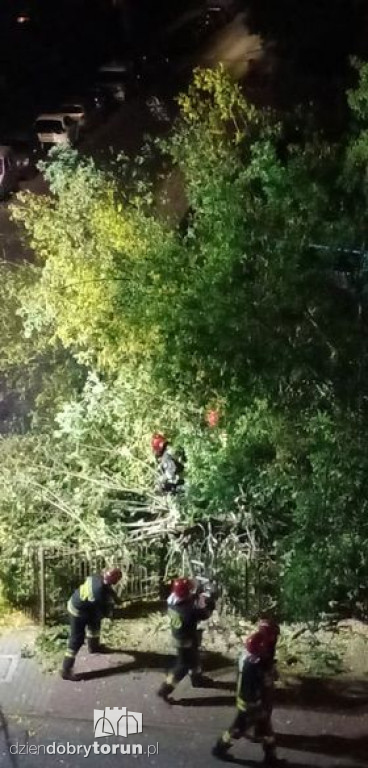 Toruń: przewrócone drzewo przy Reymonta