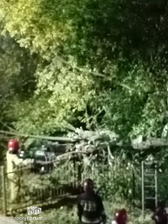 Toruń: przewrócone drzewo przy Reymonta