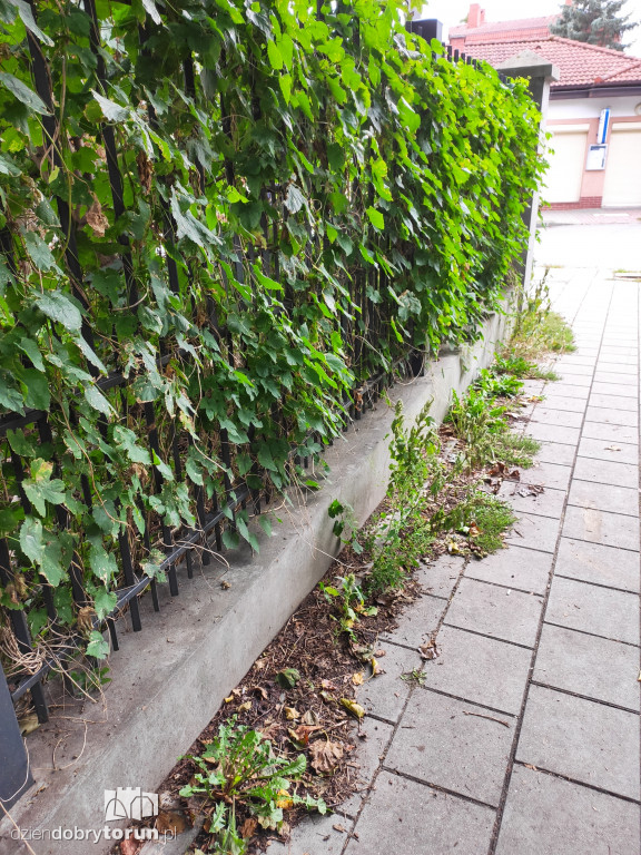 Toruń: zarośnięty teren przy ogrodzie