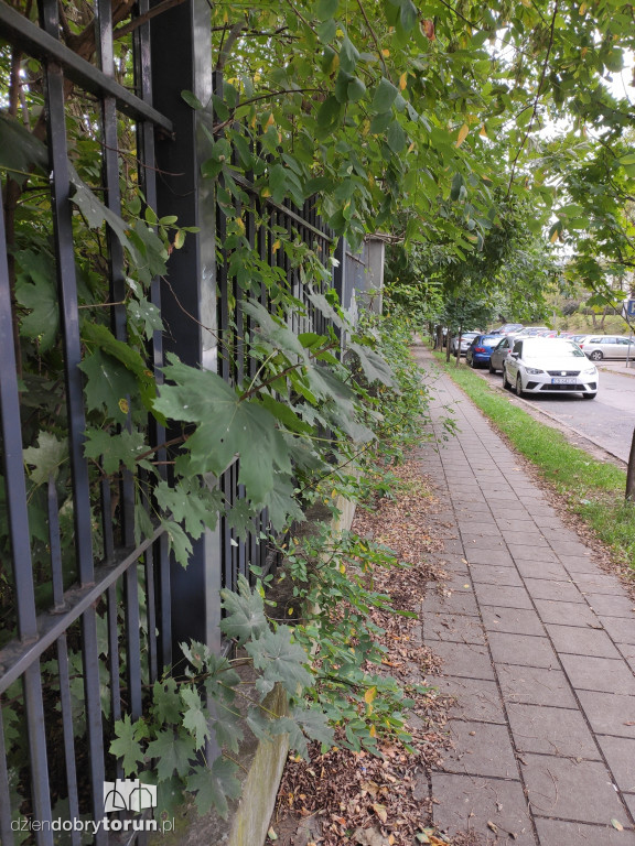 Toruń: zarośnięty teren przy ogrodzie