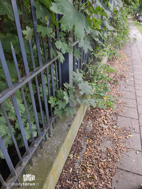 Toruń: zarośnięty teren przy ogrodzie