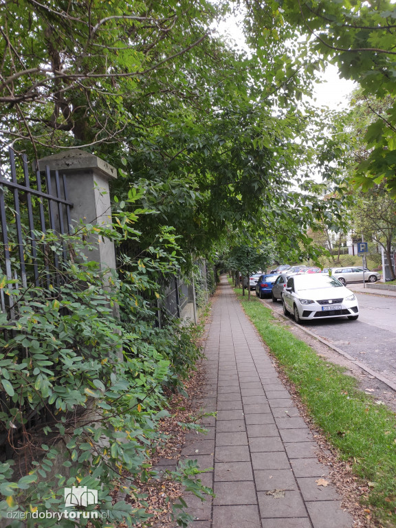 Toruń: zarośnięty teren przy ogrodzie