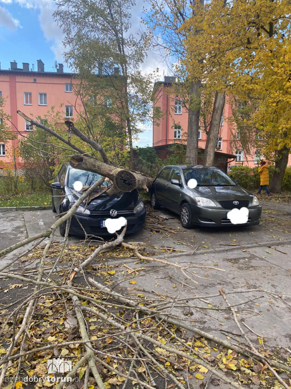 Toruń: wichura dała się we znaki