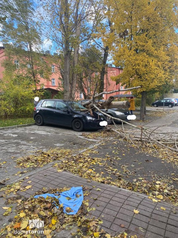 Toruń: wichura dała się we znaki