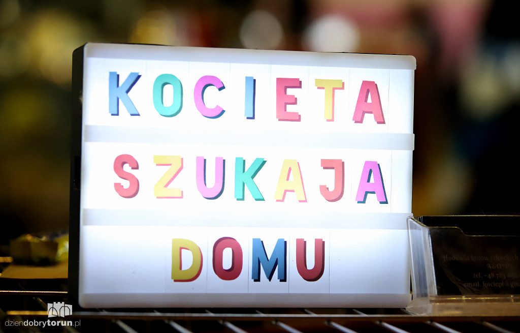 Wystawa kotów rasowych