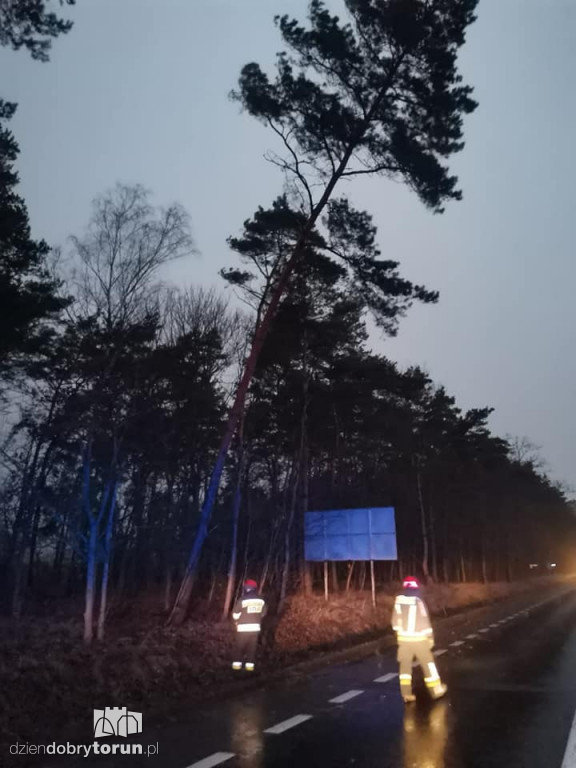 Silny wiatr w Toruniu i powiecie