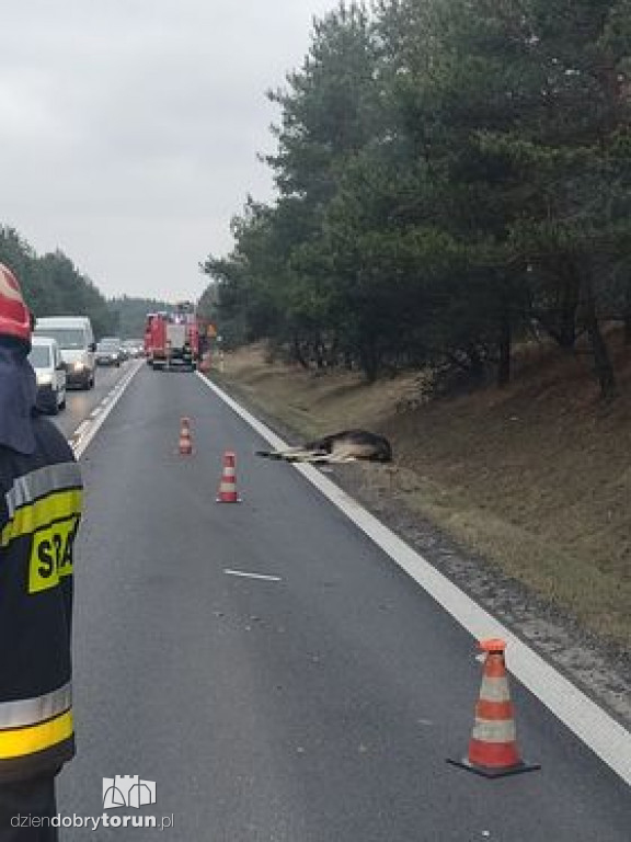 Wypadek we wsi pod Toruniem