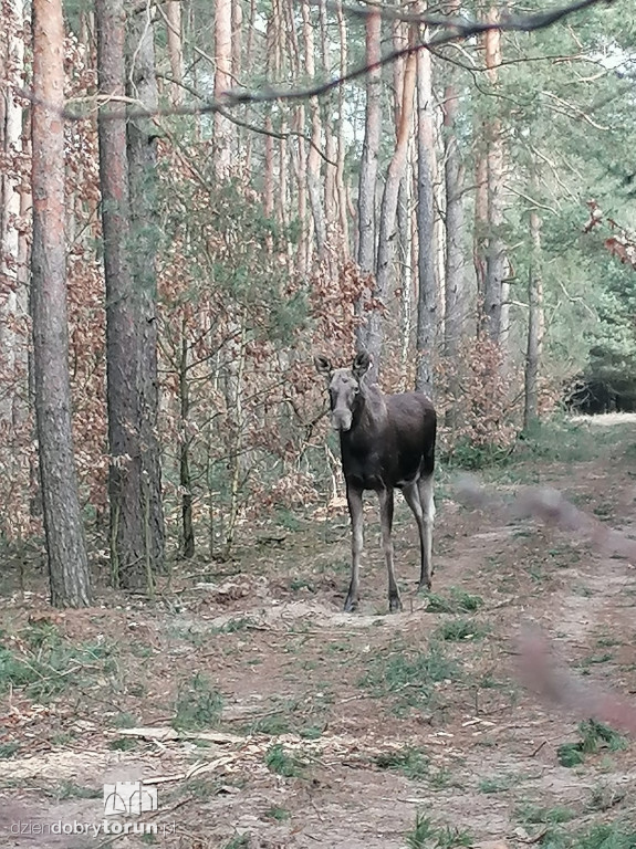 Łosie w Toruniu i pod Toruniem