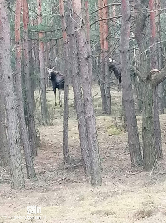 Łosie w Toruniu i pod Toruniem