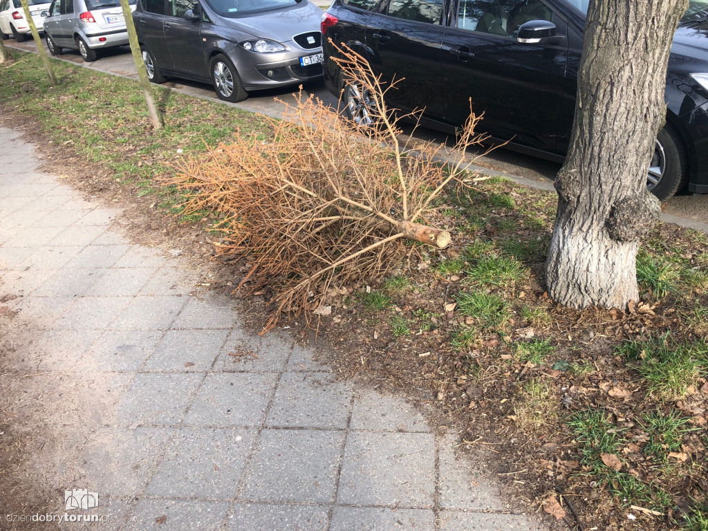Niecodzienny widok przy Słowackiego w Toruniu