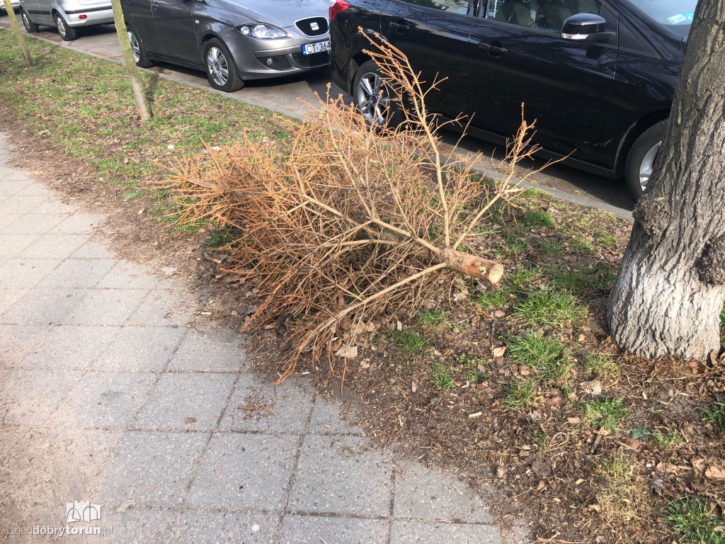 Niecodzienny widok przy Słowackiego w Toruniu