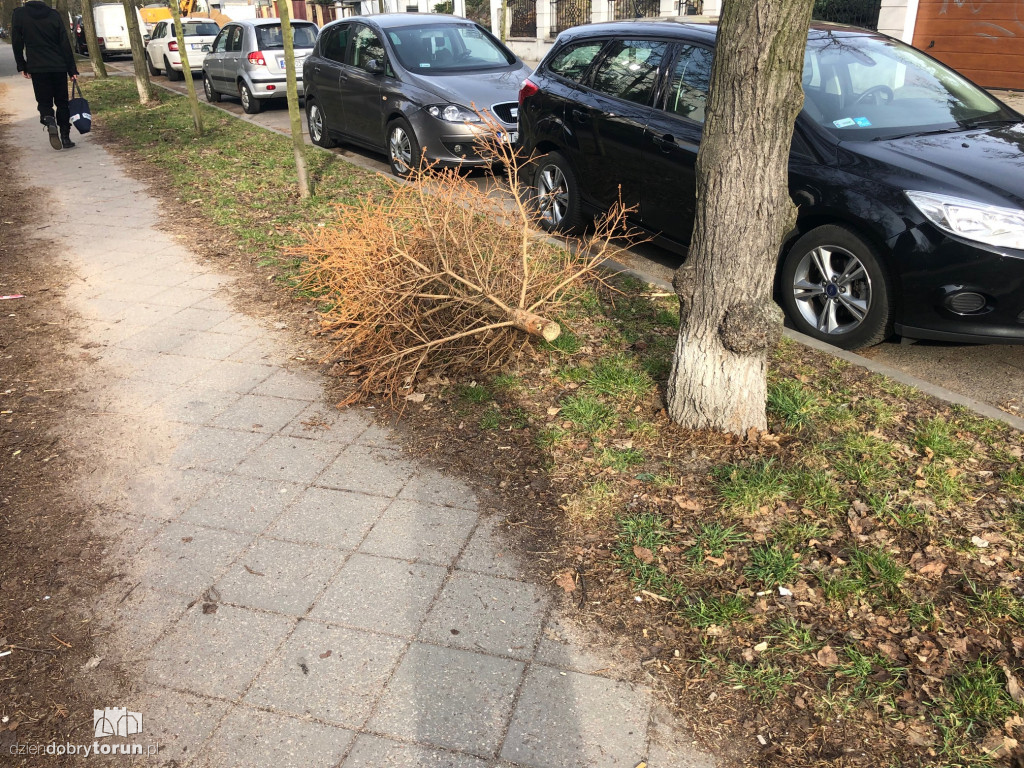 Niecodzienny widok przy Słowackiego w Toruniu