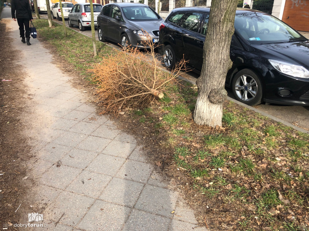 Niecodzienny widok przy Słowackiego w Toruniu