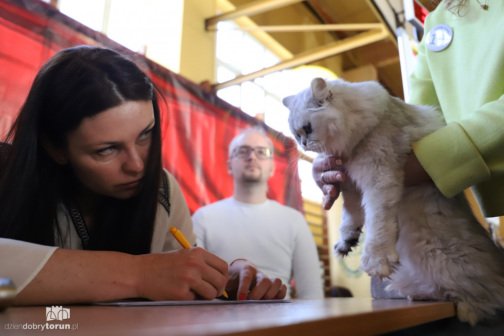 Międzynarodowa wystawa kotów rasowych w Toruniu