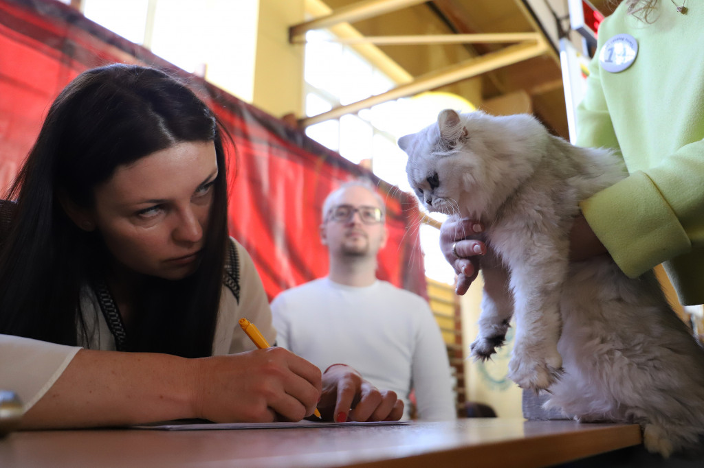 Międzynarodowa wystawa kotów rasowych w Toruniu