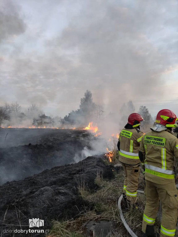 Toruń: pożar trawy przy ul. Morwowej