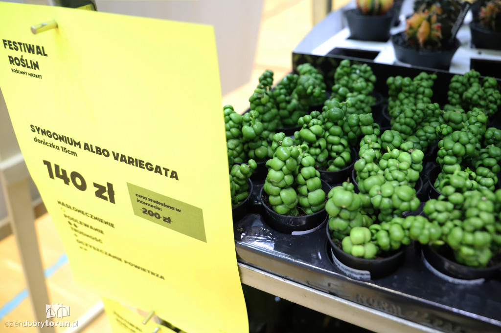 Wiosenny festiwal roślin