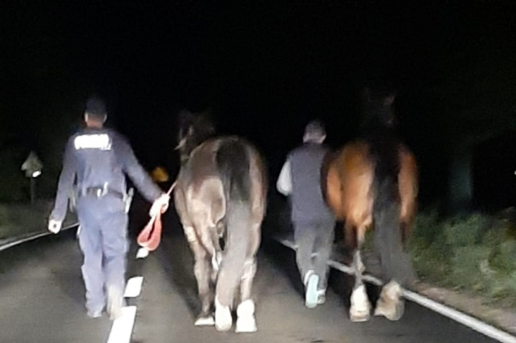 Nietypowa interwencja policjantów pod Toruniem