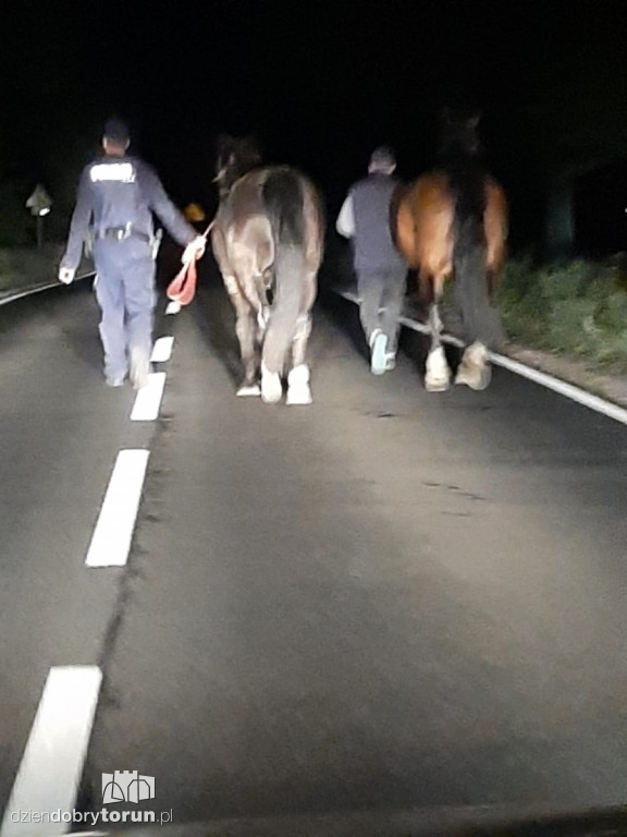 Nietypowa interwencja policjantów pod Toruniem