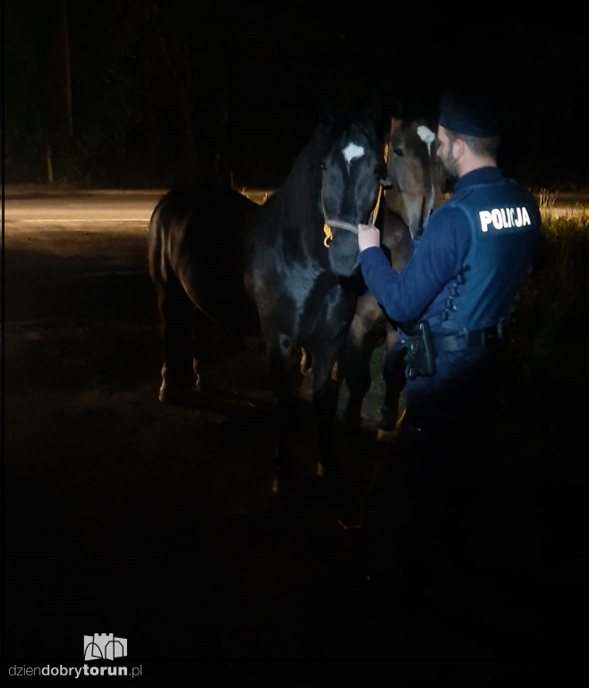 Nietypowa interwencja policjantów pod Toruniem
