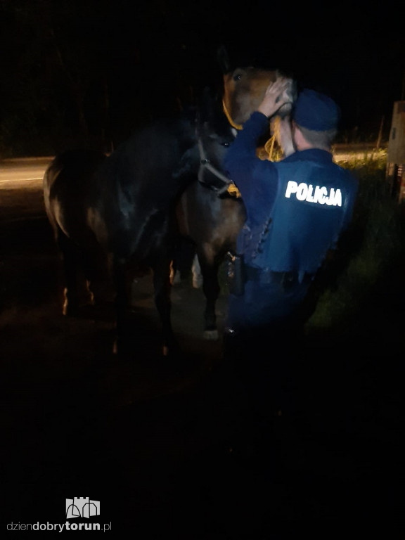 Nietypowa interwencja policjantów pod Toruniem