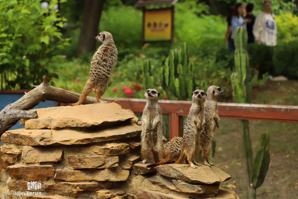 Urodziny Ogrodu Zoobotanicznego