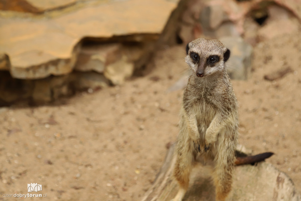 Urodziny Ogrodu Zoobotanicznego