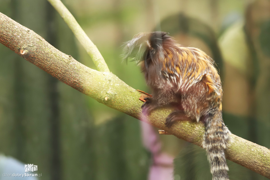 Urodziny Ogrodu Zoobotanicznego