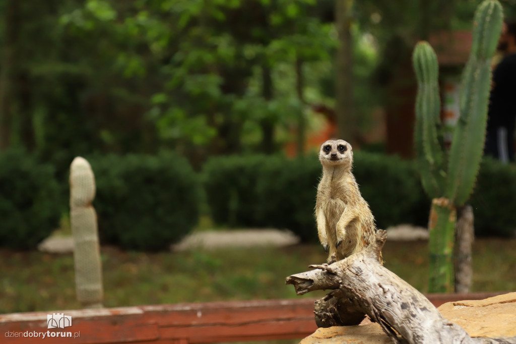 Urodziny Ogrodu Zoobotanicznego
