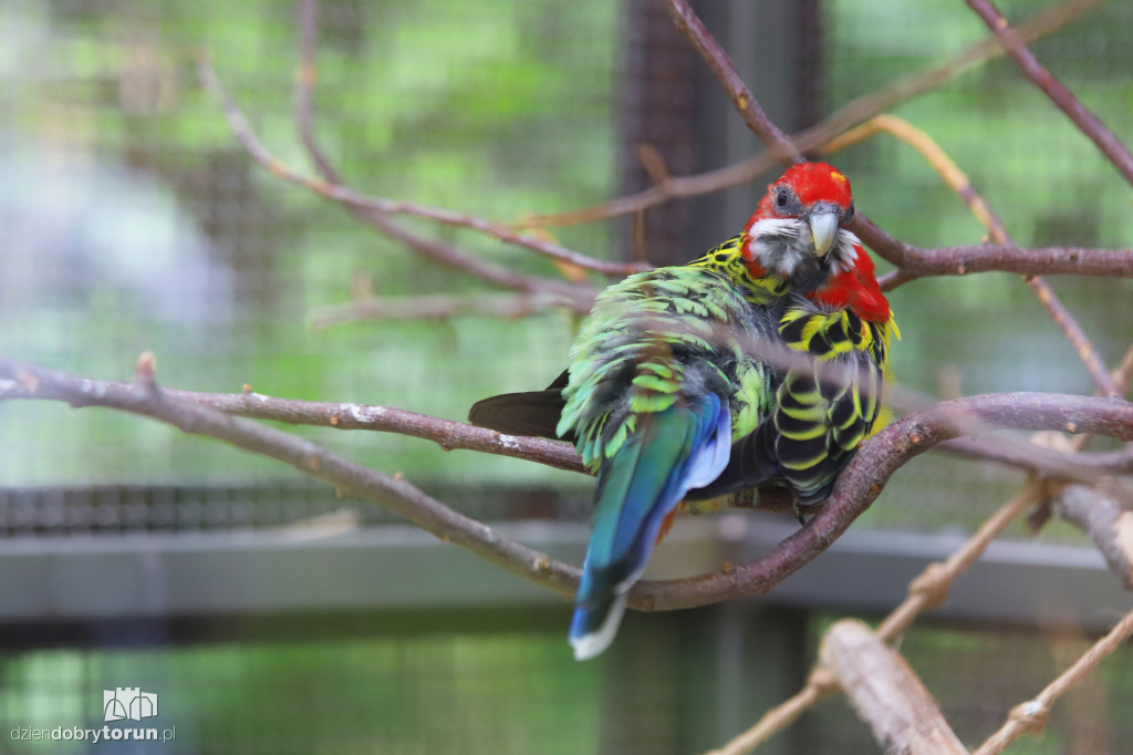 Urodziny Ogrodu Zoobotanicznego